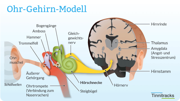 Tinnitus Ohr-Gehirn-Modell